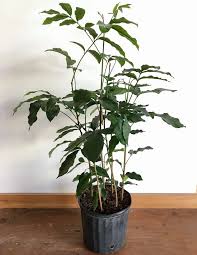 Image result for Trichilia emetica