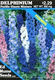 Delphinium Pacific Giants Mixture Humeseeds Com