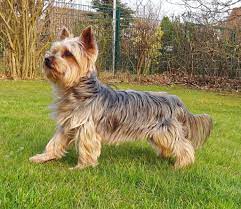 It also contains various fruits and vegetables as well as healthy fats to ensure that your yorkshire terrier gets the nutrition he needs. Best Food For Yorkies The Best Food For Yorkies In 2020