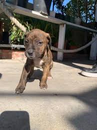 The doberman mix can have multiple purebred or mixed breed lineage. Pitbull Puppy For Sale In Norco Ca 5miles Buy And Sell