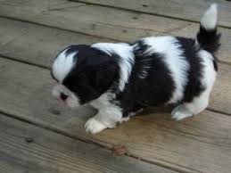 Imperial shih tzu puppies will be the perfect addition to your family. Shih Tzu Puppies In Alabama