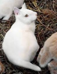 Hybrid Animal Honourable Mention Cabbit Rabbit Cat Animals Hybrid Cat Cute Animals