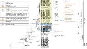 29, 1st floor, jalan raja hassan 41400 klang selangor: Independent Emergence Of The Cosmopolitan Asian Chikungunya Virus Philippines 2012 Scientific Reports