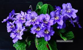 Image result for Streptocarpus sp.nov. aff. S. grandis