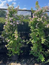 Image result for Deutzia x hybrida ′Mont Rose