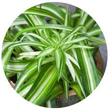 Image result for Chlorophytum hirsutum