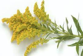 Goldenrod The State Flower Kentucky State Flower Goldenrod Flower Kentucky