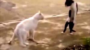Check spelling or type a new query. Lustige Katzen Videos Zum Totlachen 2019 Youtube