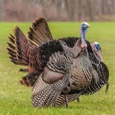 Pin On Thanksgiving