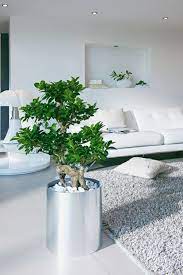 Wählen sie für ihr wohlfühlendes feng shui schlafzimmer lieber abgerundete möbel und einrichtungsgegenstände aus. Feng Shui Pflanzen Fur Harmonie Und Positive Energie Im Wohnraum