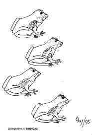Estos son algunos ejemplos de animales anfibios que respiran por la piel: Los Anfibios Aparato Respiratorio