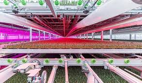 From high pressure sodium grow lamps all the way down to t5 fluorescent grow lights, philips produces the high output lights you need to grow high quality harvests. Philips Greenpower Led Production Module Ledgrowlights Led Philips Grow Lights