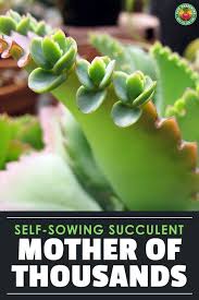 Self Sowing Succulent Mother Of Thousands In 2020 Succulents Succulent Gardening Mother Of Thousands Plant