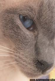 She has not been spayed and has not been bred from. Pin On Siamese Cats