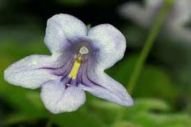 Image result for Streptocarpus glandulosissimus