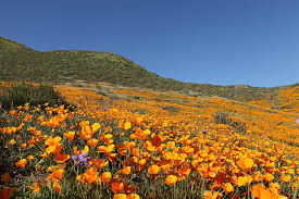 Here you'll find details on 22 types of orange flowers, plus see great pictures and gardening tips. Superbloom Behavior Is Out Of Control And Must Be Stopped