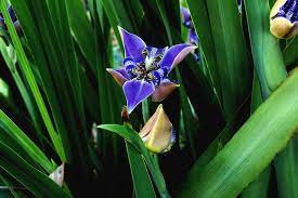 We did not find results for: African Iris 1 Photograph By John Trommer