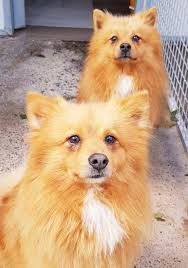 Animal Rescue Centre In West Wales Animals Animal Rescue Animal Rescue Center