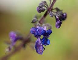 Image result for Plectranthus mandalensis