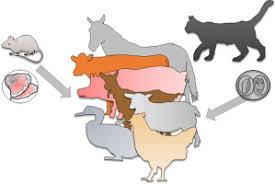 Some wondered if three wise men were near when a camel, cow and donkey were found roaming together along a road near wichita, kansas. Toxoplasma Gondii Infection And Toxoplasmosis In Farm Animals Risk Factors And Economic Impact Sciencedirect