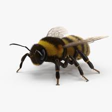 Bumblebee Bumble Bee 3d Model 3d Model Bee Bumble Bee 3d Model