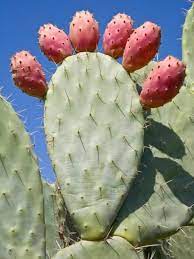 The cactus fruit, sometimes called prickly pears are very sweet and can be eaten raw, right off of the plant. How To Plant Succulents Cactus Prickly Pear Cactus Flowering Succulents