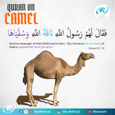 He asked the bedouin, why don't you tie down your camel? the bedouin answered, i place my trust in allah. Camel Archives Islamic Reminder
