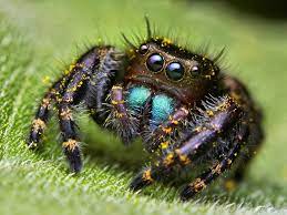 Spiders Look Alien Up Close Jumping Spider Animals Amazing Dangerous Spiders