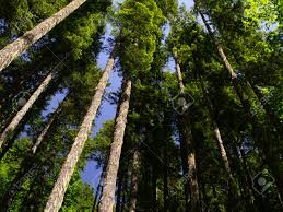 Of all the native conifers calling eastern north america home, this tree is the tallest. Tall Trees In Northwest Washington State Stock Photo Picture And Royalty Free Image Image 3789856