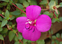 Image result for Heterocentron