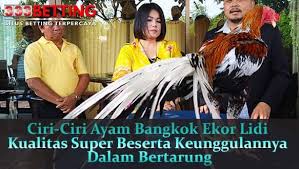 Ciri Ciri Ayam Bangkok Ekor Lidi Kualitas Super Beserta Keunggulannya Dalam Bertarung Bangkok Ayam Pembentukan Tubuh
