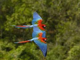 Birds Of Paradise Wallpaper Hd Pin On Pictures