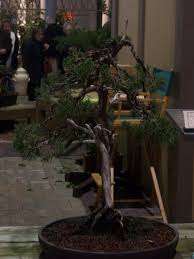 In this movie we teach you how to create your very own bonsai tree from a nursery plant. Philadelphia Flower Show Bonsai 09