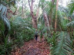 The amazon jungle is home to poisonous tropical wildlife such as these caterpillars, scorpions and more. What Is The Difference Between A Rainforest And A Jungle Quora
