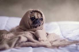See more ideas about keep warm, warm, cute animals. When Can Puppies Regulate Their Body Temperature Humbledogs