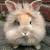Angora Rabbit Long Haired Rabbit