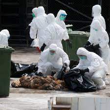 Schon seit längerem geistert die vogelgrippe oder geflügelpest dennoch ist die ansteckung der grippe mit dem erreger h5n1 für menschen eher unwahrscheinlich. Vogelgrippe H7n9 In China Konnte Auf Andere Lander Ubergehen Der Spiegel
