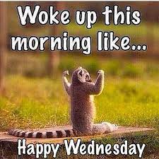 Happy Wednesday Squirrel Meme Wednesday Good Morning Funny Funny Wednesday Memes Good Morning Wednesday