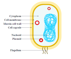 You can choose your academic level: With The Help Of A Labelled Diagram Describe The Structure Class 11 Biology Cbse