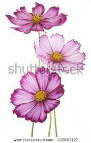 Pin Di Antionette Kruger Su Cosmos Fiori Dipinti Acquerello Floreale Dipingere Fiori