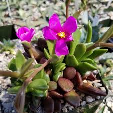 Image result for Anacampseros