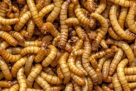 Efsa Says Mealworms Safe For Human Consumption: 'An Important Milestone  Towards Commercialisation'