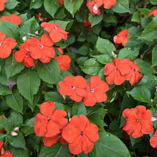 Image result for Impatiens shirensis
