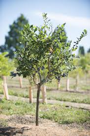 The purpose of grafting is to combine one plant's qualities of flowering or fruiting with the roots of another that offers tree grafting is the most common method used for propagating trees, especially for fruit trees. Planting And Caring For A Fruit Tree Osu Extension Service