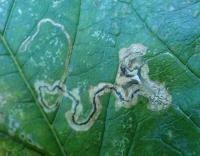 Image result for Stigmella speciosa