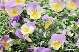 In this video, i will u show you how to graft or bud roses.i.e. Growing Pansies Viola Tricolor Violet Flower How To Grow And Care Plantopedia