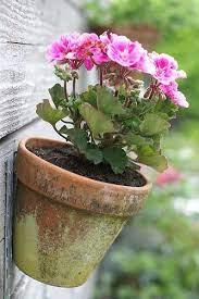 Pin On Flowers