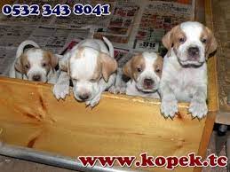 av kopekeri 0532 343 8041 panosundaki pin