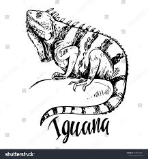Sketch Of Iguana Hand Drawn Illustration Converted To Vectorhand Iguana Sketch Drawn Drawing Illustration How To Draw Hands Illustration