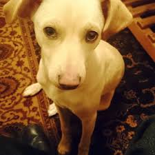 Portland Trail Blazers vs. Cleveland Cavaliers Preview